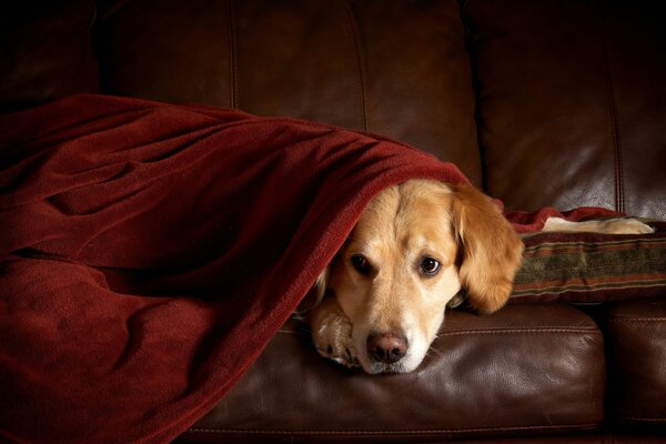 Triste Retriever se trouve sur le canapé recouvert d un plaid