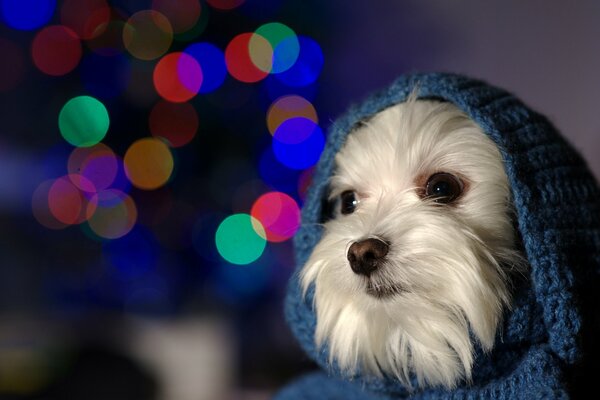 A dog in a blue knitted hood