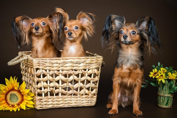 Cute wonderful shaggy dogs