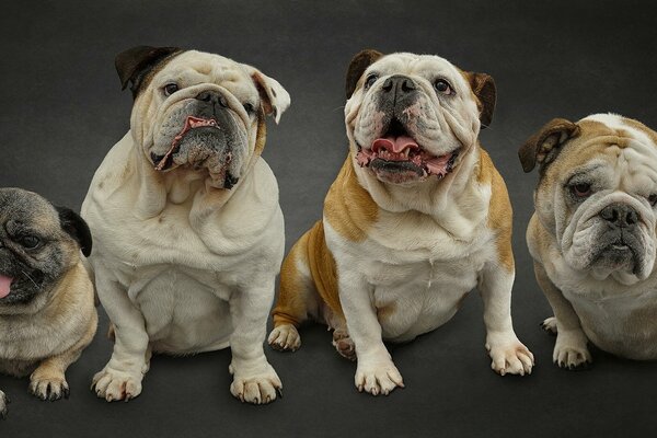 Perros de raza Pug y buddog