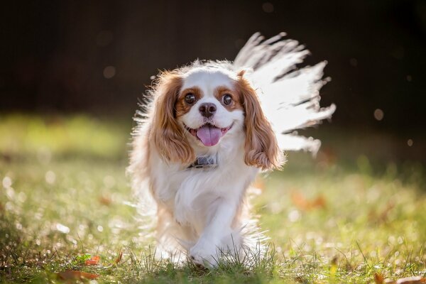 The joyful dog runs to his master