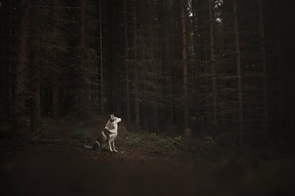 Chien solitaire dans la forêt sombre