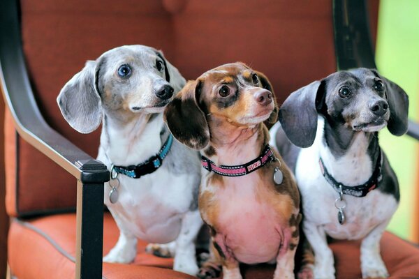 Tres Dachshunds en collares multicolores