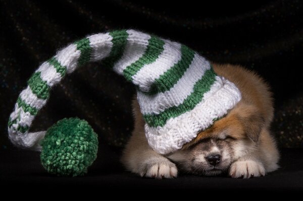 Chiot Akita japonais dans un chapeau rayé