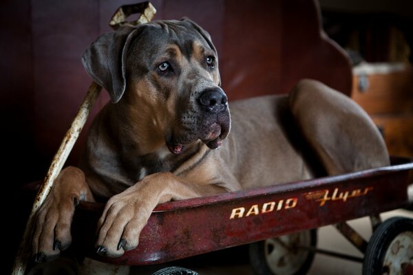 Pies Parodi Cane Corso leżący na bordowym wózku