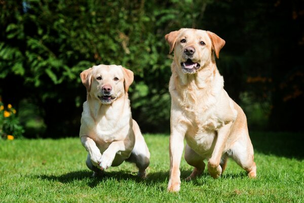 Deux labradors sur fond de verdure