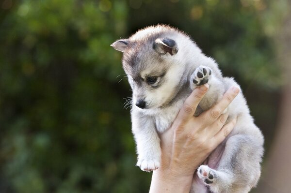 Cachorro Husky en las manos de un hombre