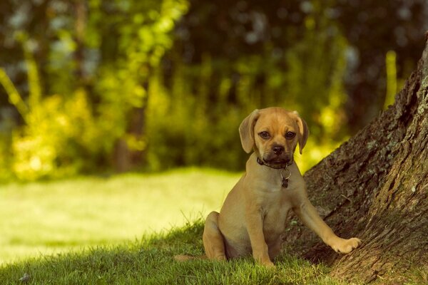 Puppy pagl est assis sous un arbre