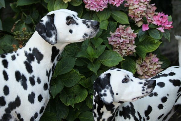 Deux dalmantins sur fond d hortensia en fleurs