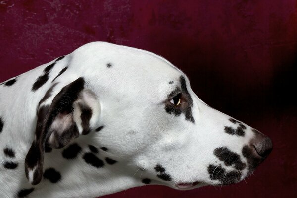 The muzzle of a Dalmatian dog in profile