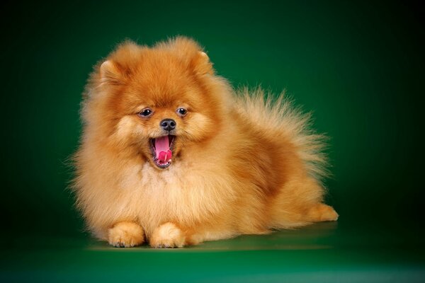 A dog of the breed Pomeranian yawning