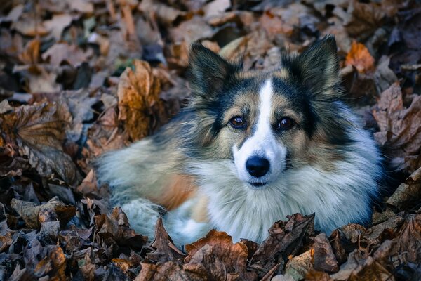 Ein Hundeblick. Freund des Menschen