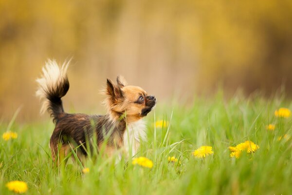 There is a little puppy in a green clearing