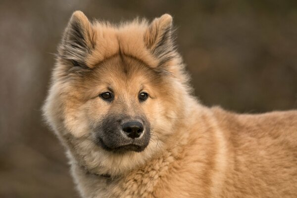 Brauner Hund schaut weit weg