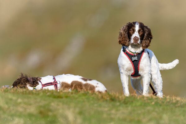 Dogs of the English Springer Spaniel breed