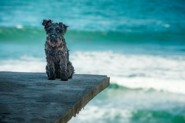 Dog on the background of sea waves