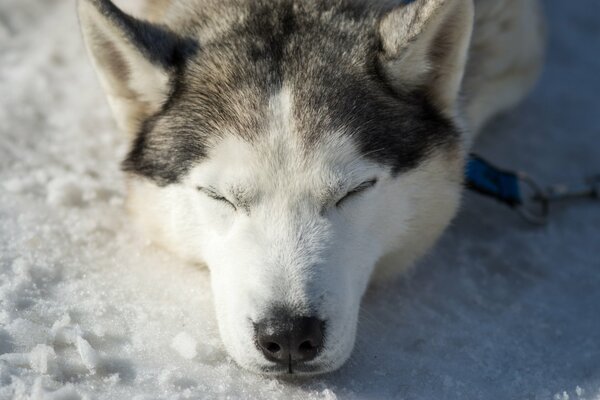 Husky crogiolarsi al sole primaverile