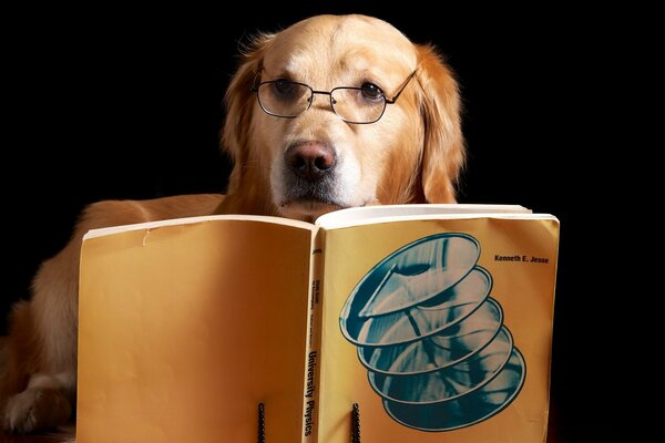 Perro con gafas con libro abierto