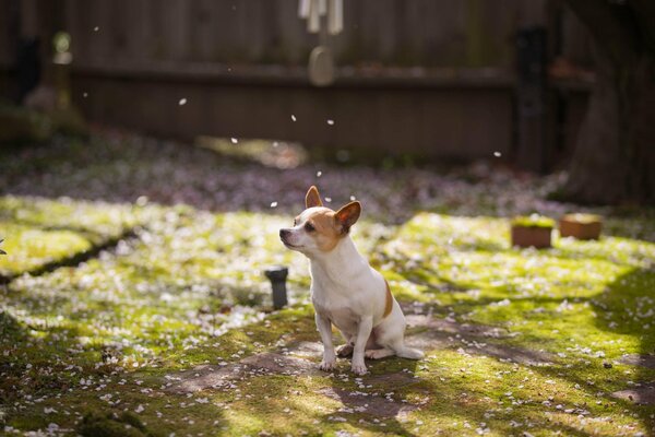 A little dog in the spring garden