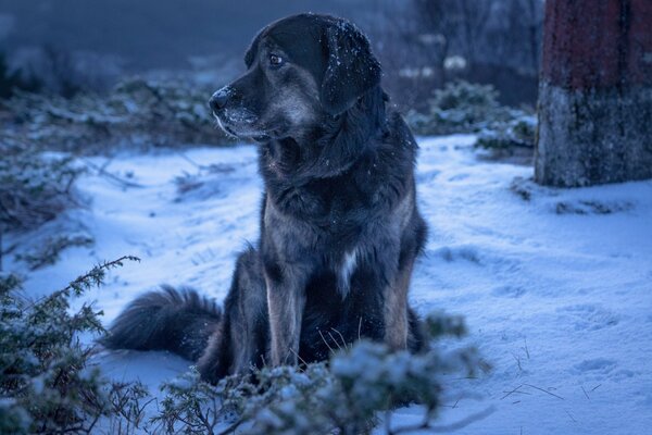 Es ist kalt und hungrig für streunende Hunde im Winter