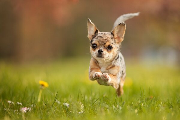 Petit chien cuit dans le saut