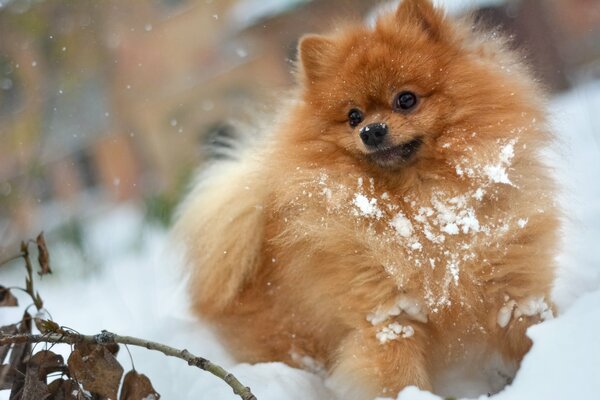 Pommerscher Spitz spielt im Schnee