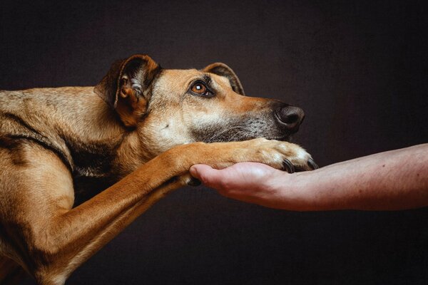 Ein engagierter Hund wird die Pfote treffen