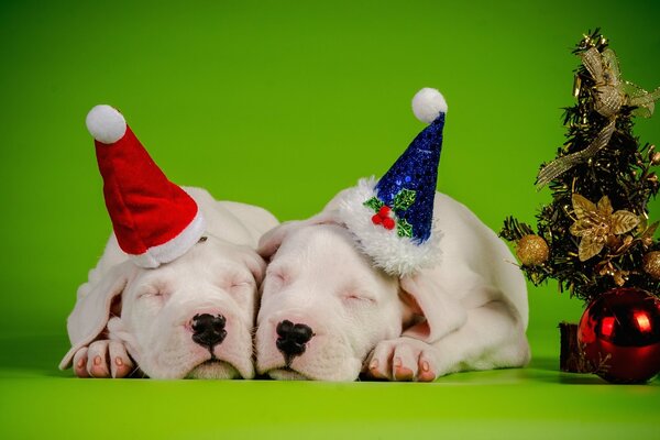 Couple de chiens dans les chapeaux de Noël dorment