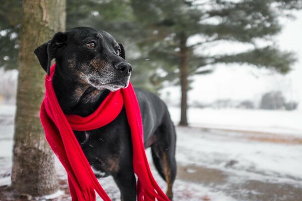 A glance towards the dog in the red scarf