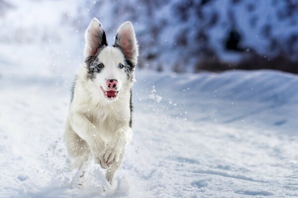 Perro corriendo por un camino nevado