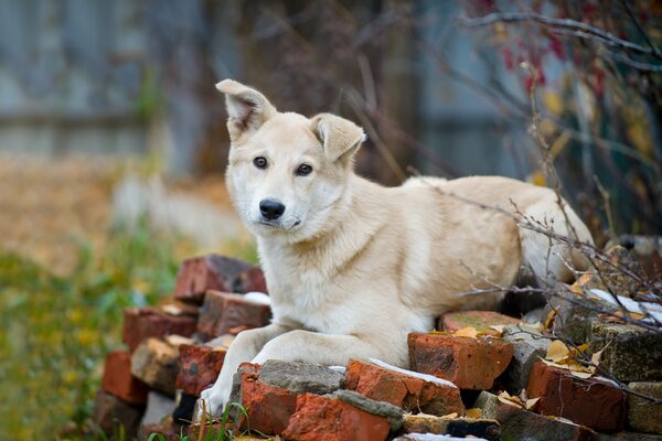 Il cane con l orecchio piegato giace sui mattoni