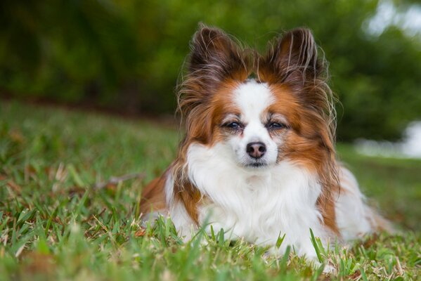 Lying on the green grass of the spaniel