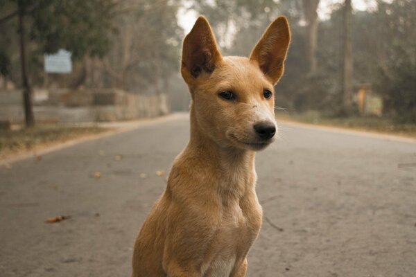 Perro pelirrojo sentado en la carretera