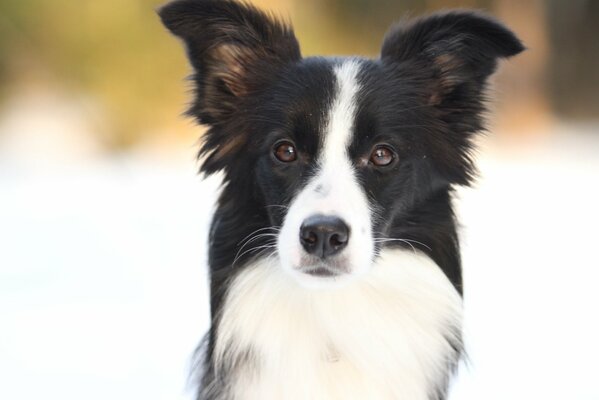 Winterspaziergang mit Border Collie