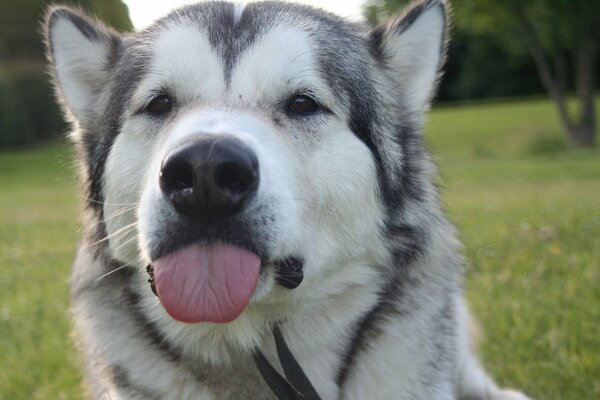 Cane grigio con muso bianco che sporge la lingua