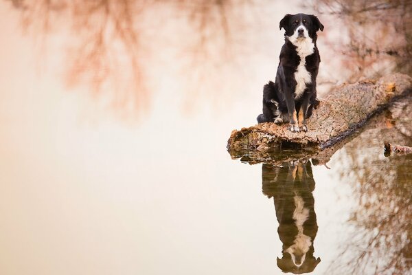 Reflejo del perro border Collie en el agua