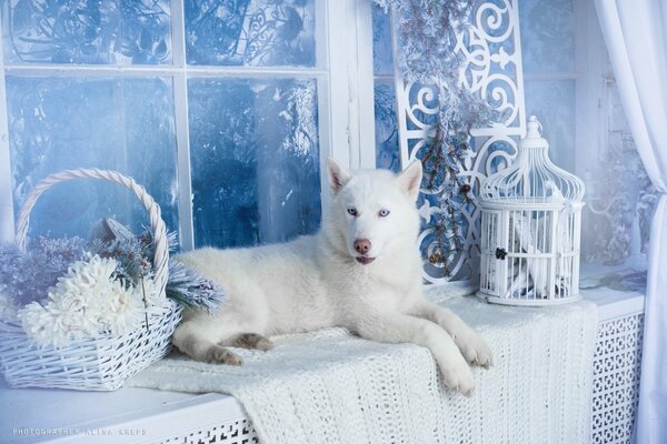 Perro Husky blanco. Invierno