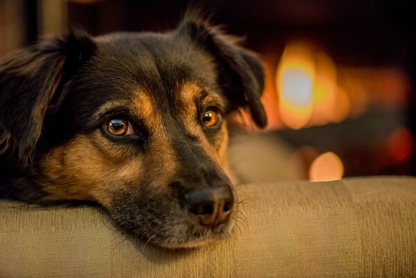 Perro acostado en el Sofá contra la chimenea