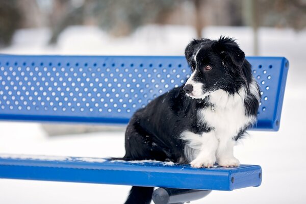 Border collie on a bench in winter