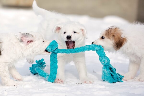 Simpatici cuccioli che tirano la corda blu