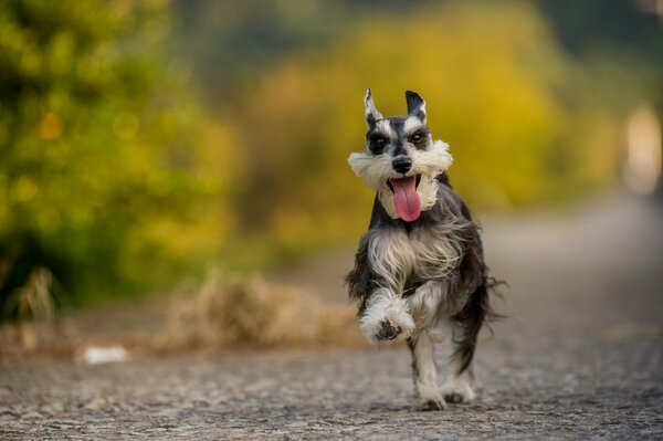 Freudiger Hund läuft zu einem Freund