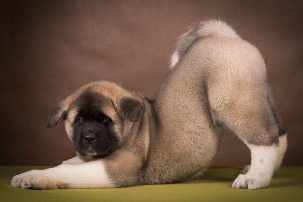 American Akita breed dog