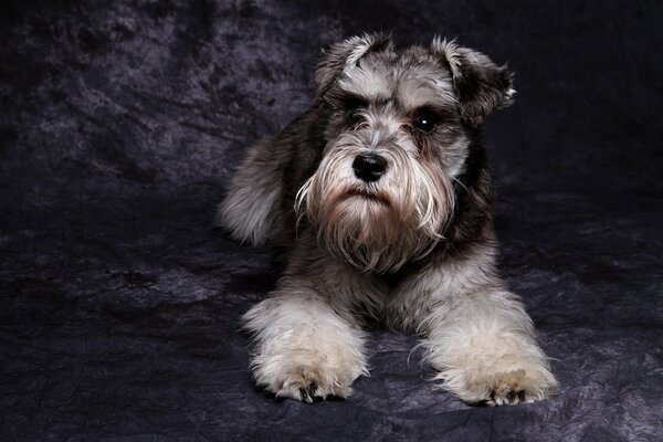 Chien Schnauzer avec un regard sérieux