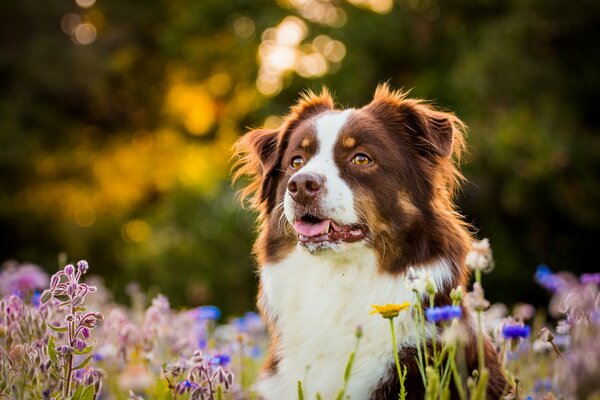 An Australian dog in a blooming meadow