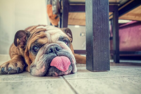 Der Hund liegt mit ausgestreckter Zunge auf dem Boden