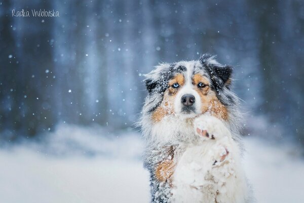 Berger australien dans la neige avec un regard dévoué