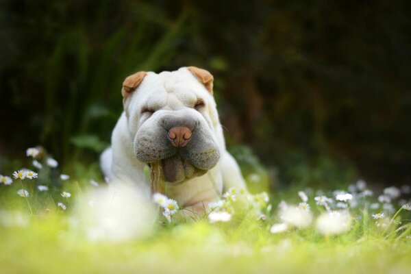 A dog in a chamomile field