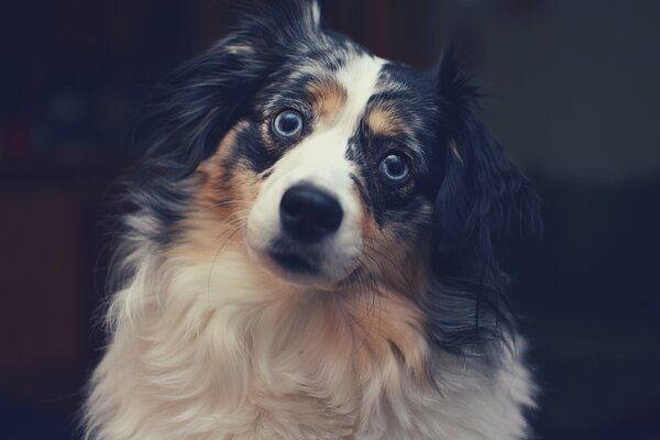 The plaintive look of a faithful dog