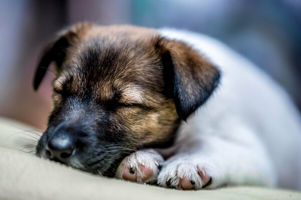 Cucciolo che dorme serenamente