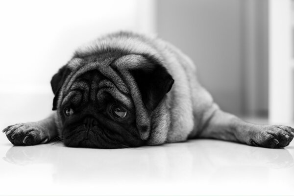 Black and white photo with a lying pug